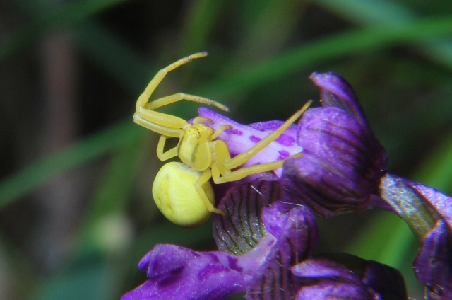 Misumena vatia